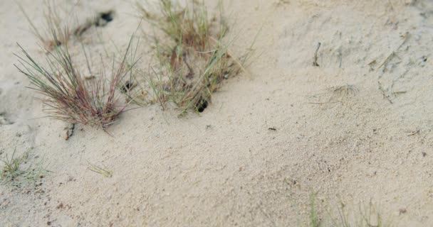 Primer plano de un grupo de hormigas negras caminando sobre tierra — Vídeos de Stock