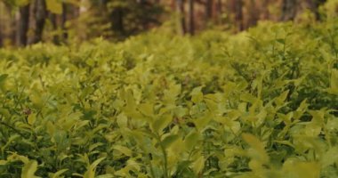 Yaz kozalaklı ormanlarda yoğun yaban mersini çalılarının sinematik çekimi.. 
