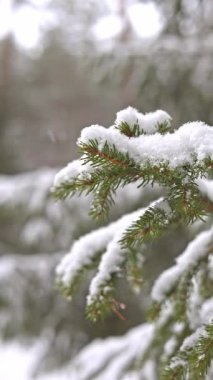 Ormandaki Çam Dalları, Yumuşak Bokeh Arkaplan, Taze Toz Altındaki Zarif İğneler, Sessiz Kış