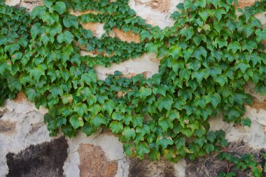 Tuğla üzerinde yeşil sarmaşık