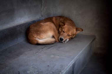 köpek içinde a uyumak