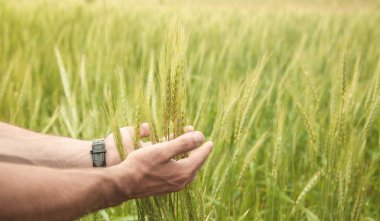 Güzel manzara. El ele tutuşan buğday