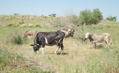 Otlaktaki inekler. Yaz zamanı.
