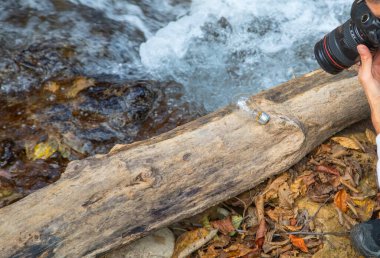 Elinde dijital bir fotoğraf makinesi olan fotoğrafçı doğada fotoğraf çekiyor..
