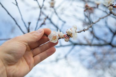 Bahçede çiçek açan bahar kayısı ağacı.
