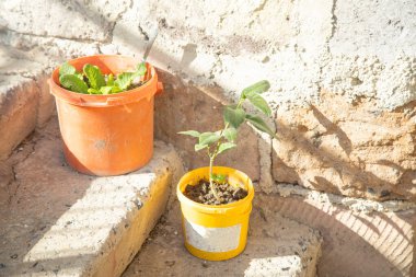 Bahçede yeşil bitkiler yetişiyor..