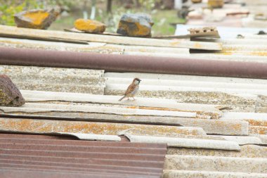 Açık havada küçük bir kuş.