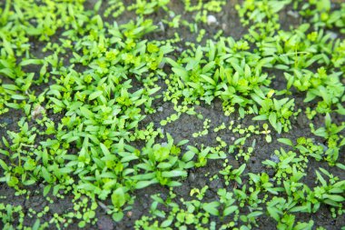 Doğada büyüyen yeşil bitkiler.