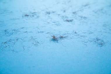 Mavi arka planda insan vücudu kılı var..