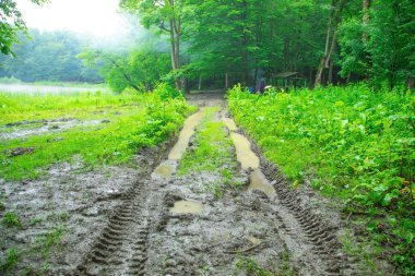 Ormanda kirli zemin yolu. 