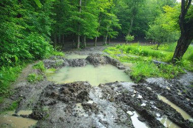 Ormanda kirli zemin yolu. 