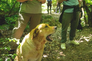 Ormandaki köpek portresi.