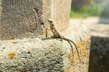 Kertenkele kayalık yüzeyde dinleniyor.