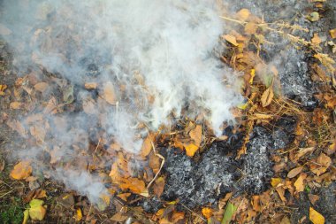 Bahçede duman. Yanan sonbahar yaprakları