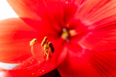 Canlı kırmızı bir Amaryllis çiçeğinin aşırı yakın çekimi. Yapraklar yumuşak, soyut, bulanık (bokeh) bir arkaplan oluştururken, sarı polenler üzerinde yoğunlaşır..