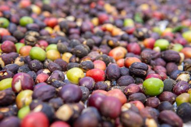 Makro renkli çiğ kahve kirazları (yeşil, kırmızı, mor) güneşte kuruyor. Bu doğal süreç Endonezya 'da bir tarlada kahve çekirdeği toplamanın bir parçasıdır..