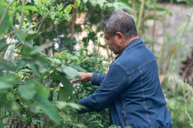 Kot ceketli yaşlı bir Asyalı 'nın yemyeşil bahçesindeki bitkilerle ilgilenirken çekilmiş gizli bir fotoğrafı. Endonezya 'da bir hobi ve yaşam tarzı konsepti.