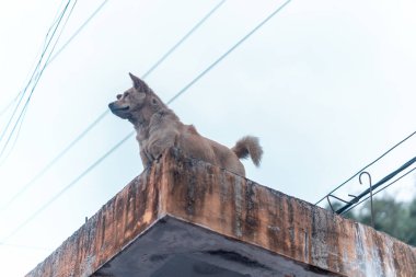 Beton bir çatının kenarında gururla duran kahverengi bir köpeğin düşük açılı görüntüsü. Köpek, elektrik kabloları olan bulutlu bir gökyüzüne bakıyor..