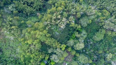 Yeşillik yeşil bir orman tepe örtüsünün yukarıdan aşağı insansız hava aracı görüntüsü. Çeşitli ormanlar bambu ve diğer tropikal ağaçları kapsar ve zengin bir doğal doku oluştururlar..