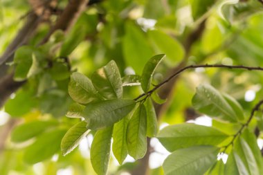 Makro, Annona Muricata (Soursop) ağaç dalının yemyeşil yapraklarına odaklanmış. Yaprakların küçük su damlacıkları var. Tazelik ve sabah çiğ tanelerini gösteriyor..
