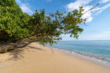 Idyllic beyaz kumsal berrak turkuaz su ve gölge sağlayan eğimli bir ağaç. Rahatlamak ve tatil için mükemmel bir tropik cennet..