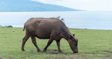 Evcil bir su bufalosu, sakin bir mavi okyanus ve parlak bir günde görünen uzak dağlarla yeşil bir sahil otlağında huzur içinde otlar..