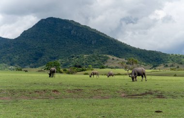 Bir grup su bufalosu, kırsal alanda bulutlu bir gökyüzünün altında geniş ve görkemli bir dağın eteğindeki yemyeşil bir çayırda otlar..