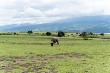 Geniş yeşil bir tarlada tek başına otlayan bir bufalo, görkemli mavi bir dağ manzarasına ve kırsal bir bölgede bulutlu bir gökyüzüne karşı uzanır..