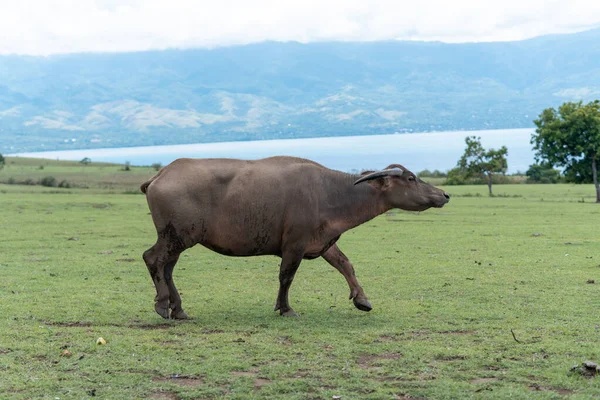 Mavi dağların manzaralı arka planına ve sakin bir göle sahip yemyeşil bir çayırda yürüyen bir bizonun yan profili..