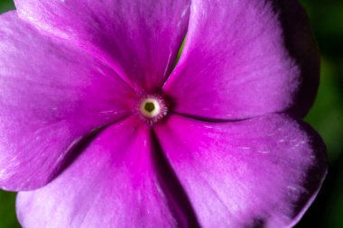 Canlı, mor Madagaskar çiçeğinin makro görüntüsü doğal taç yaprağı dokusunu ve seçici ışıkta organik detayları gösteren periwinkle çiçeği..