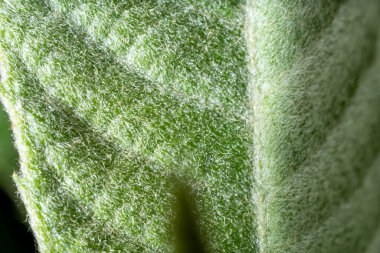 Canlı yeşil bir yaprak yüzeyinin gerçek makro görüntüsü doğal ışıkta otantik tüylü saç dokusunu ve organik damarları gösteriyor..