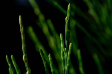 Doğal detaylarla dolu taze yeşil selvi iğnelerinin otantik makro fotoğrafları. Siyah üzerine odaklanmış organik bitki dokusu.
