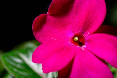Canlı pembe Impatiens Walleriana çiçeğinin uç makro görüntüsü. Romantik ve doğa sanatı için yumuşak doğal bir arka plana sahip çiçek dokusu..