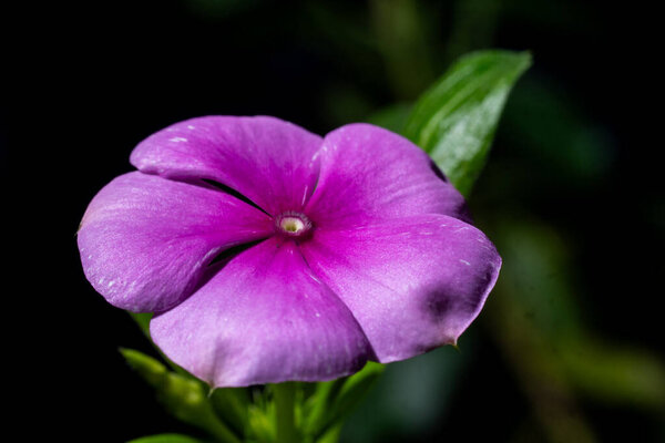 Живой макро-снимок ярко-фиолетового цветка Мадагаскара Перивинкл с естественной лепестковой текстурой и органическими деталями в селективном свете.