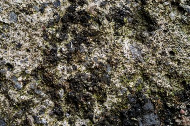 Yeşil yosun ve koyu liken ile yıpranmış beton yüzeyin makroyu kapat. Soyut arkaplan veya endüstriyel tasarım için kumlu taş dokusu.