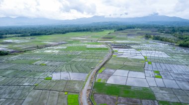 Endonezya, Flores 'teki Endonezya Yanardağı' nın görkemli manzarası, şiddetli fırtına bulutlarının altında ön planda canlı yeşil çeltik tarlaları var..