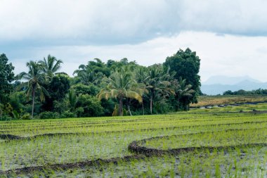 Hindistan cevizi palmiyeleri ve bulutlu gökyüzünün altındaki tropikal yeşilliklerle çevrili, teraslı bir çeltik tarlasında yeni ekilmiş pirinç fidelerinin bereketli manzarası..