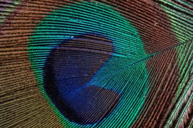 Karmaşık mikroskobik yapıyı ve tavus kuşu göz tüyünün canlı mavi, yeşil ve altın renklerini gösteren aşırı yakın plan..