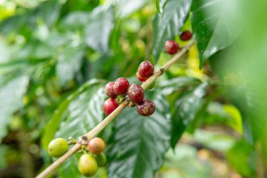 Dal üzerinde olgunlaşan kahve dutlarına çok yakın. Doğal tropikal ortamda kırmızı ve yeşil kahve çekirdeklerinin otantik tarım fotoğrafçılığı.