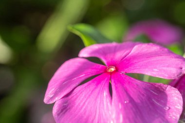 Çiçek açan pembe bir Vinca çiçeğinin yakın plan makro fotoğrafı. Yumuşak odak ve güzel bokeh arkaplan özellikleri, doğal çiçek detaylarını vurguluyor.
