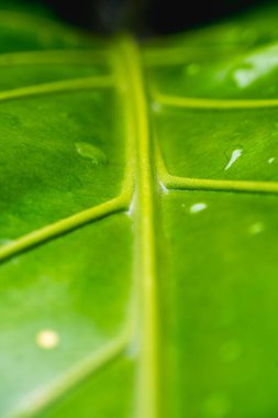 Canlı yeşil bir tropikal yaprağa yakın çekim sabah çiğ damlaları, tırtıklı damar desenleri, ve parlak gün ışığında doğal detaylar.