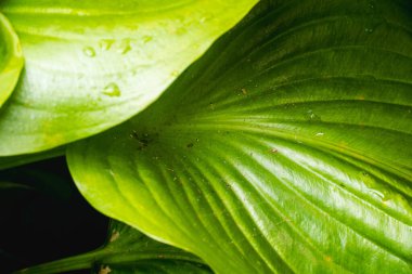 Canlı yeşil bir tropikal yaprağa yakın çekim sabah çiğ damlaları, tırtıklı damar desenleri, ve parlak gün ışığında doğal detaylar.