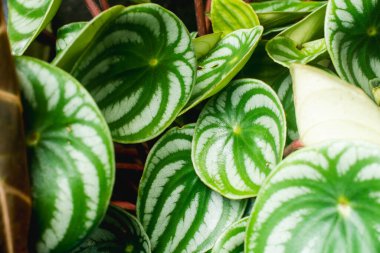 Karpuz Peperomisi (Peperomia argyreia) yapraklarının detaylı üst görüntüsü, doğal ışıkta güzel gümüş ve yeşil çizgili dokuları gösterir.
