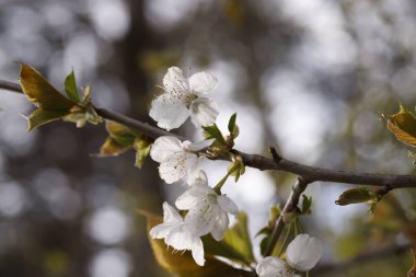 Bahçedeki güzel beyaz çiçekler