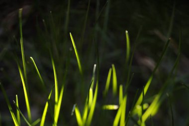 Ormanda yeşil çimenler