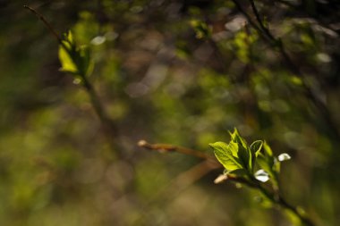 Güzel botanik fotoğrafı, doğal duvar kağıdı.