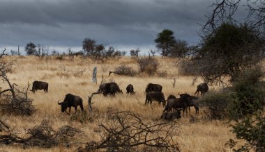 savannah içinde yürüyüş sürüsü
