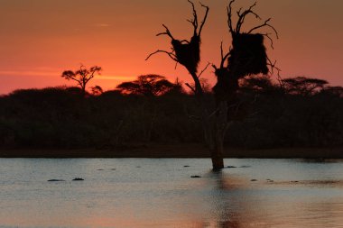 Nehirde gün batımı. Önünde büyük bir ağaç var.
