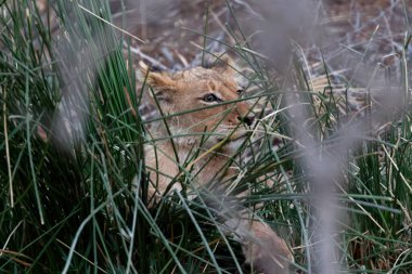 Çimlerde vahşi bir aslan