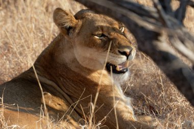 Dişi aslan çimenlerde dinleniyor.